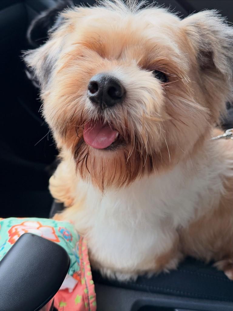Farofino, cachorro de porte pequeno para adoção em São Paulo - SP — foto 2 de 4