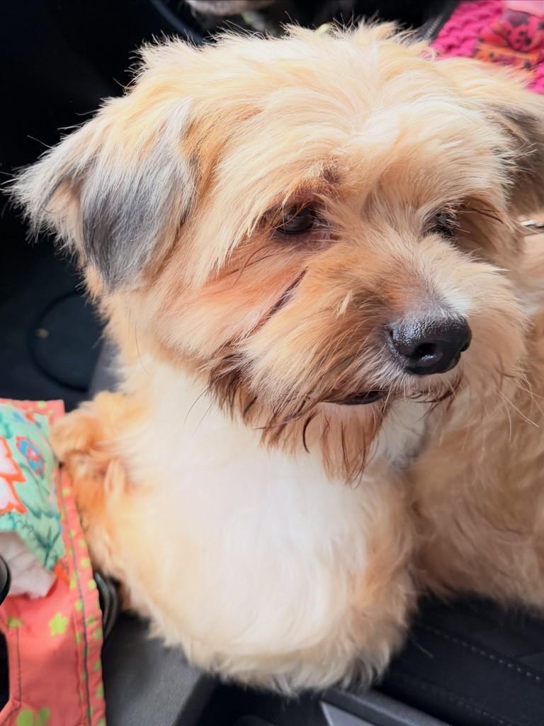 Farofino, cachorro de porte pequeno para adoção em São Paulo - SP — foto 3 de 4