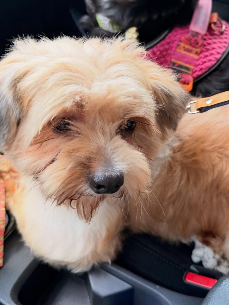 Farofino, cachorro de porte pequeno para adoção em São Paulo - SP — foto 4 de 4