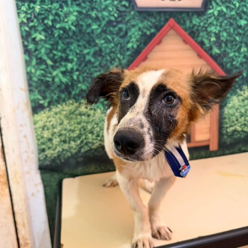 Farofa, cachorro de porte pequeno para adoção em Londrina - PR — foto 2 de 4