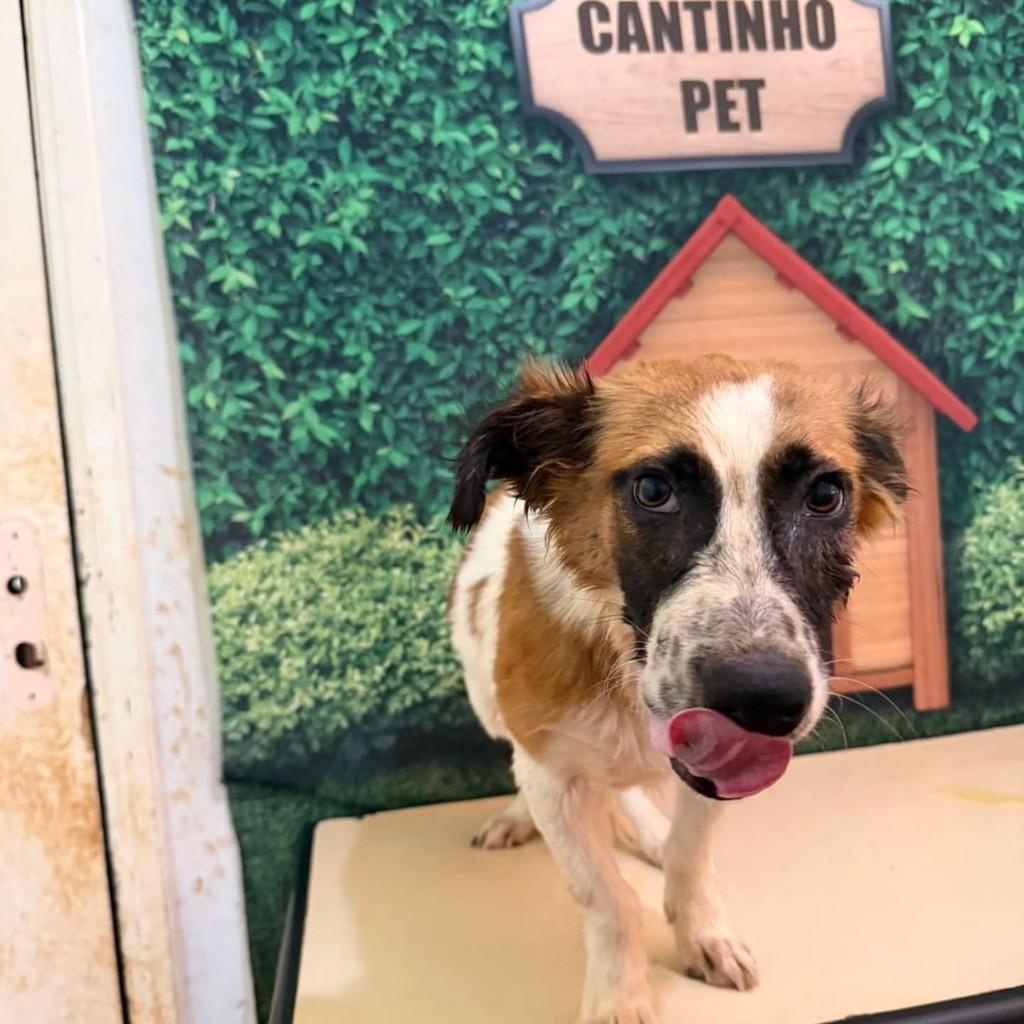 Farofa, cachorro de porte pequeno para adoção em Londrina - PR — foto 4 de 4