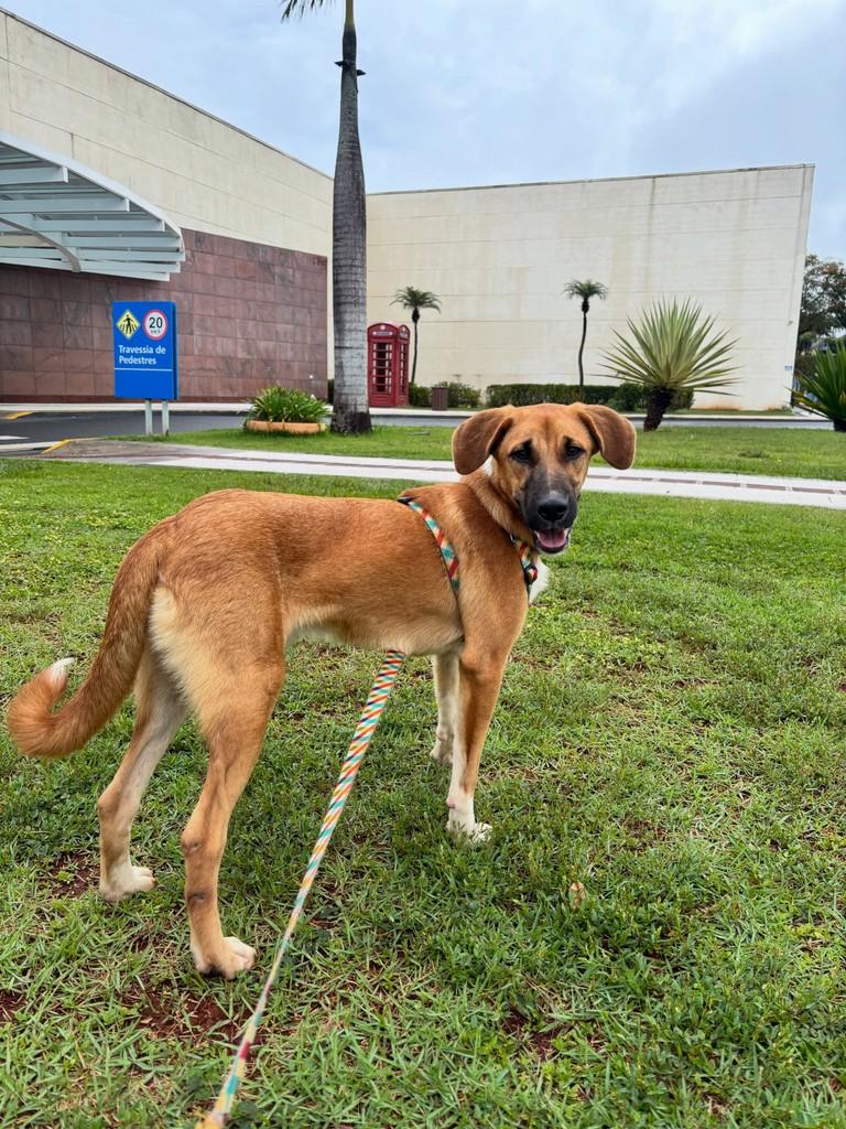 Grandão, cachorro de porte médio para adoção em Londrina - PR