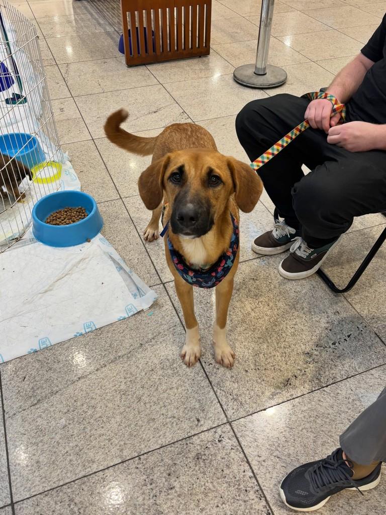 Grandão, cachorro de porte médio para adoção em Londrina - PR — foto 2 de 3
