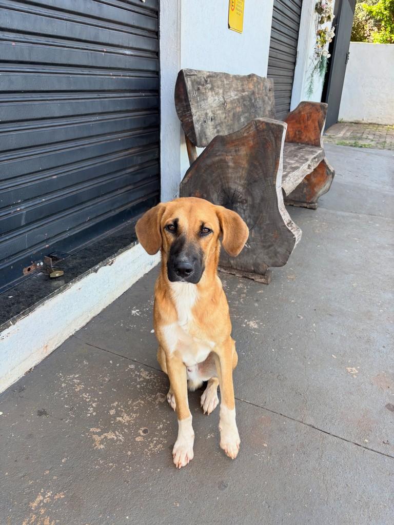 Grandão, cachorro de porte médio para adoção em Londrina - PR — foto 3 de 3