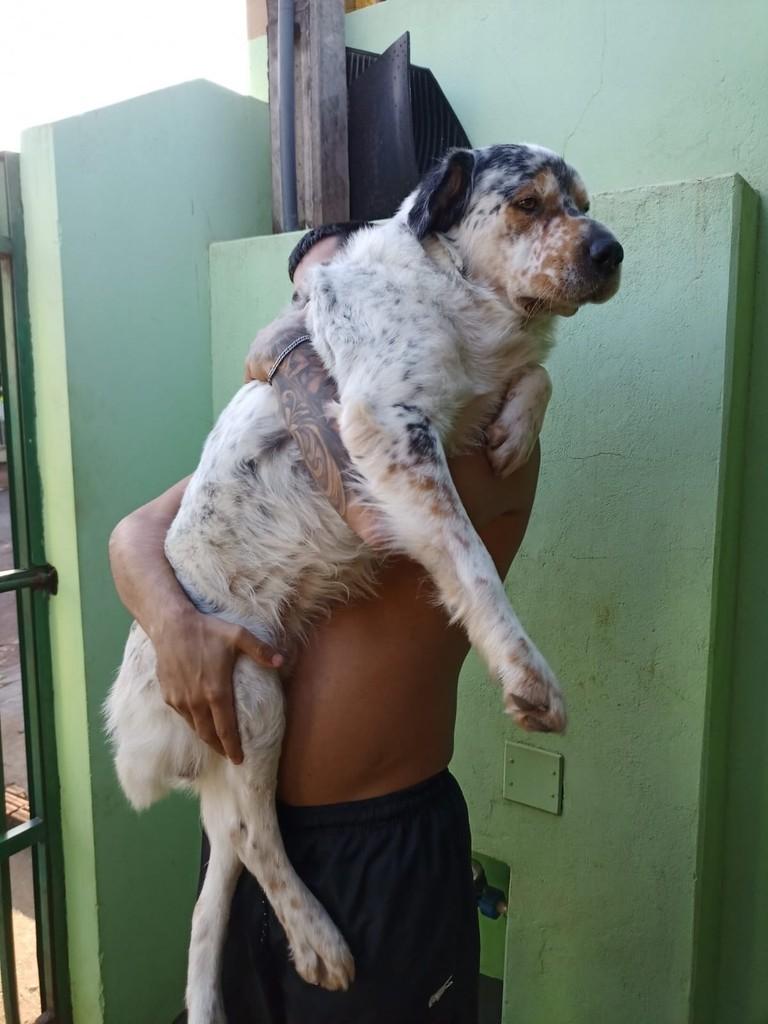 Romeu, cachorro de porte médio para adoção em Londrina - PR