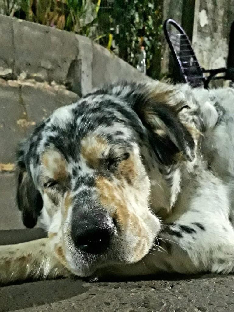 Romeu, cachorro de porte médio para adoção em Londrina - PR — foto 2 de 2