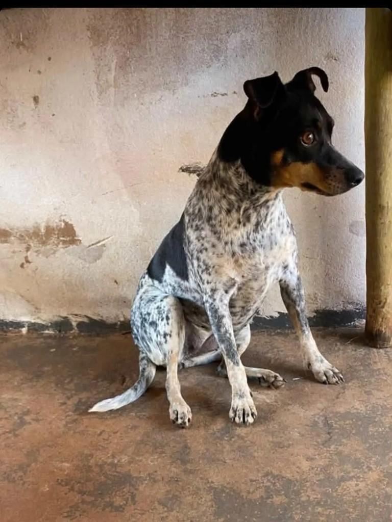 Princesa, cadela de porte pequeno para adoção em Campo Grande - MS