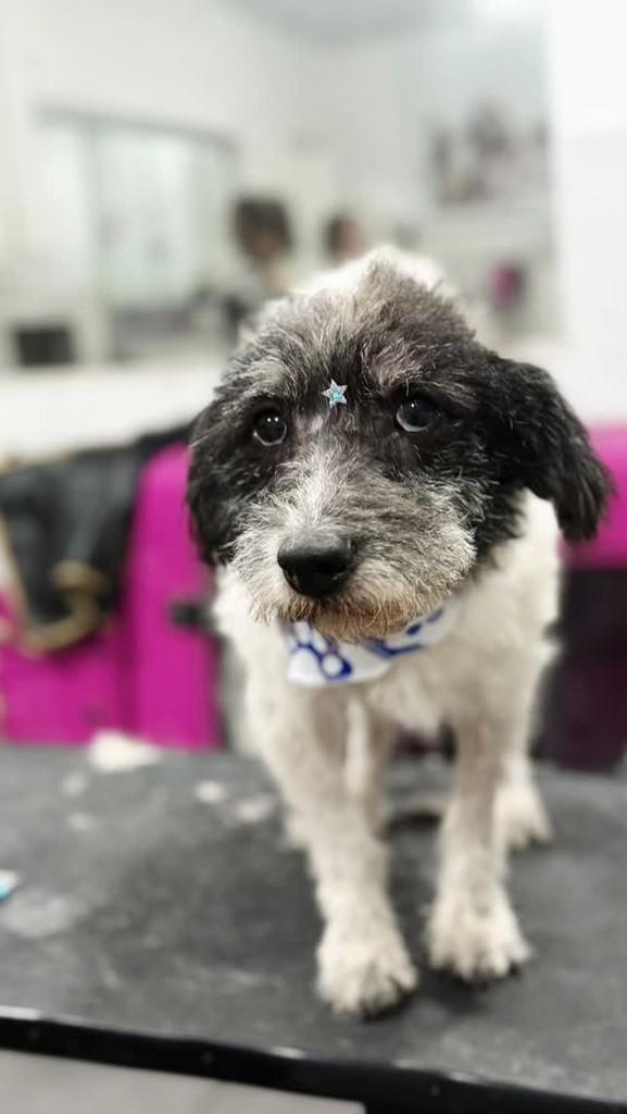Boris, cachorro de porte médio para adoção em Esteio - RS
