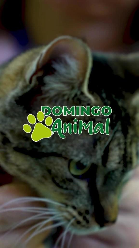 Isabelle, gato de porte médio para adoção em Esteio - RS