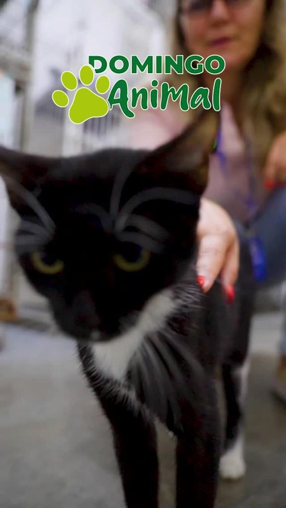 Jabuticaba, gata de porte pequeno para adoção em Esteio - RS