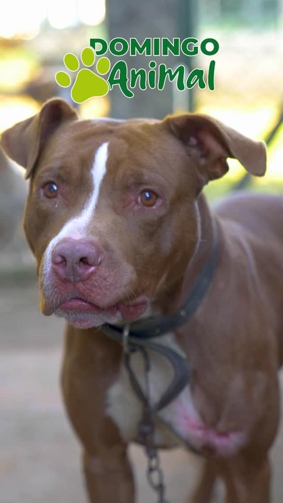 Nutella, cachorro de porte médio para adoção em Esteio - RS