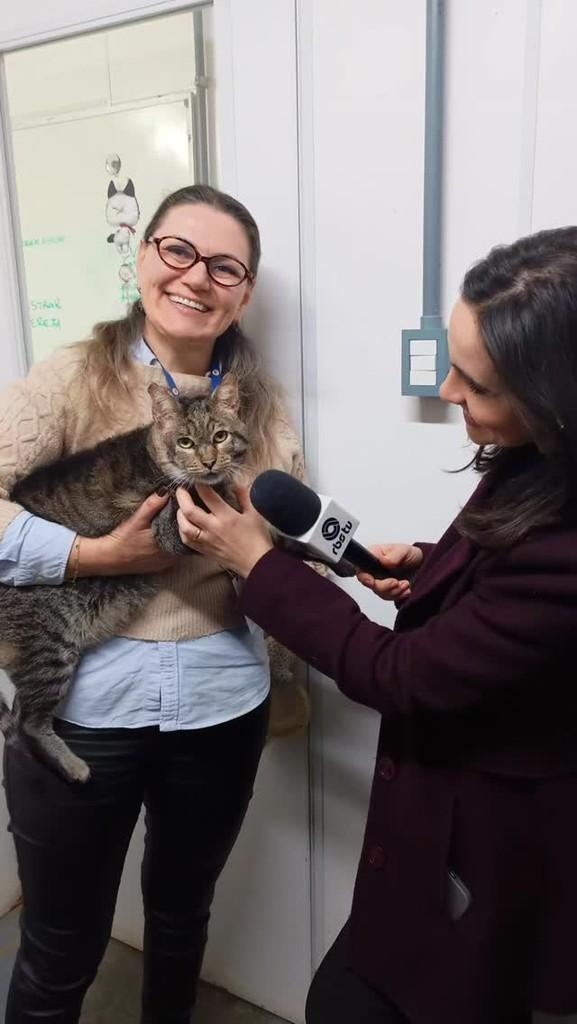 Gordo, gato de porte médio para adoção em Esteio - RS