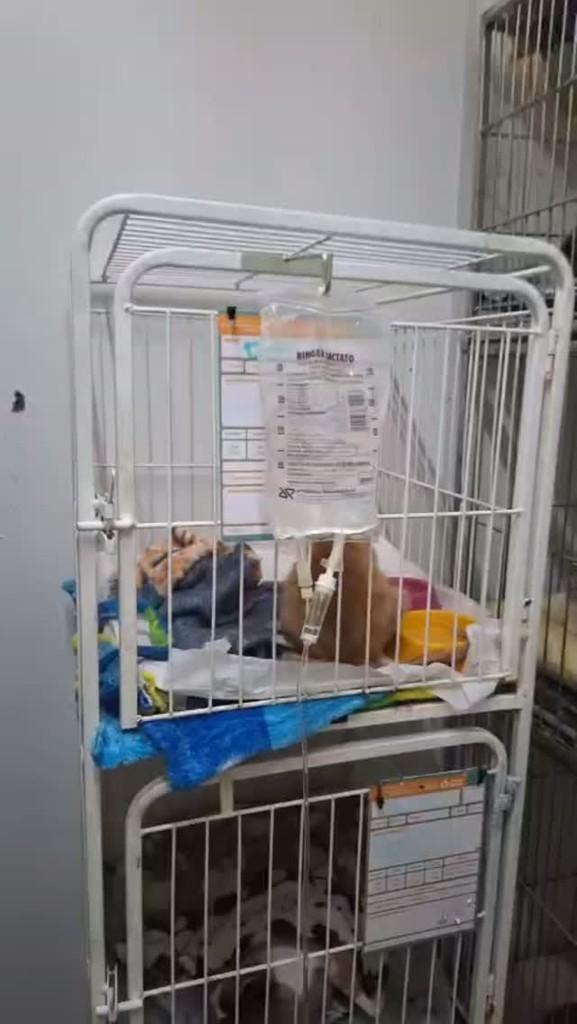 Dipi, gato de porte médio para adoção em Esteio - RS