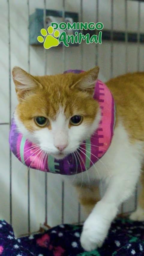 Theo, gato de porte médio para adoção em Esteio - RS