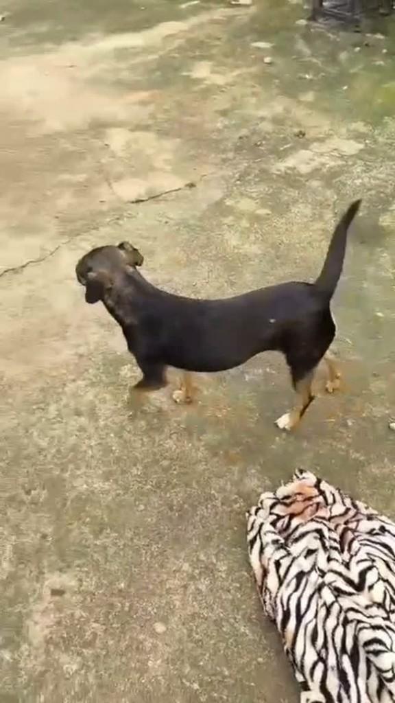 Suzy, cadela de porte pequeno para adoção em Curitiba - PR