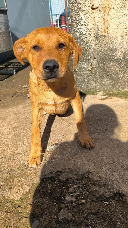 Zuma, cachorro de porte grande para adoção em Curitiba - PR