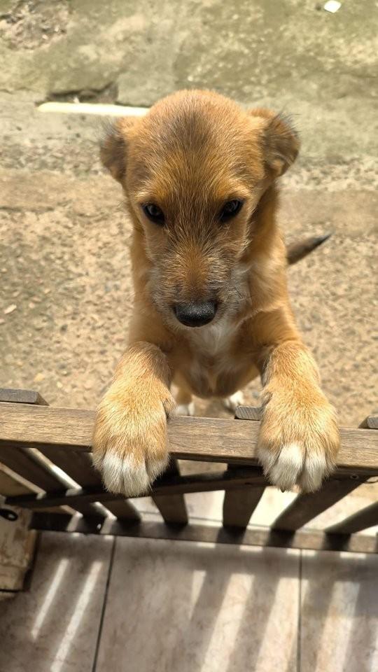 Joãozinho, cachorro de porte pequeno para adoção em Curitiba - PR