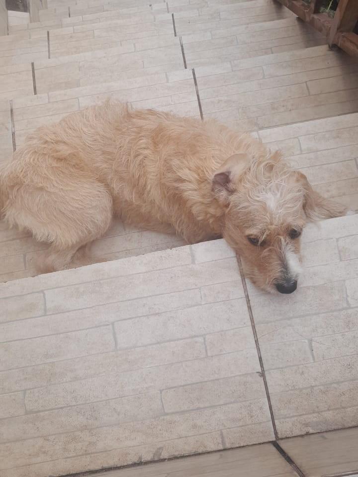 Mel, cadela de porte pequeno para adoção em Presidente Prudente - SP