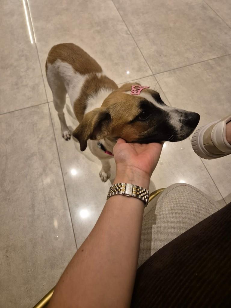 Anjinha, cachorro de porte pequeno para adoção em Presidente Prudente - SP