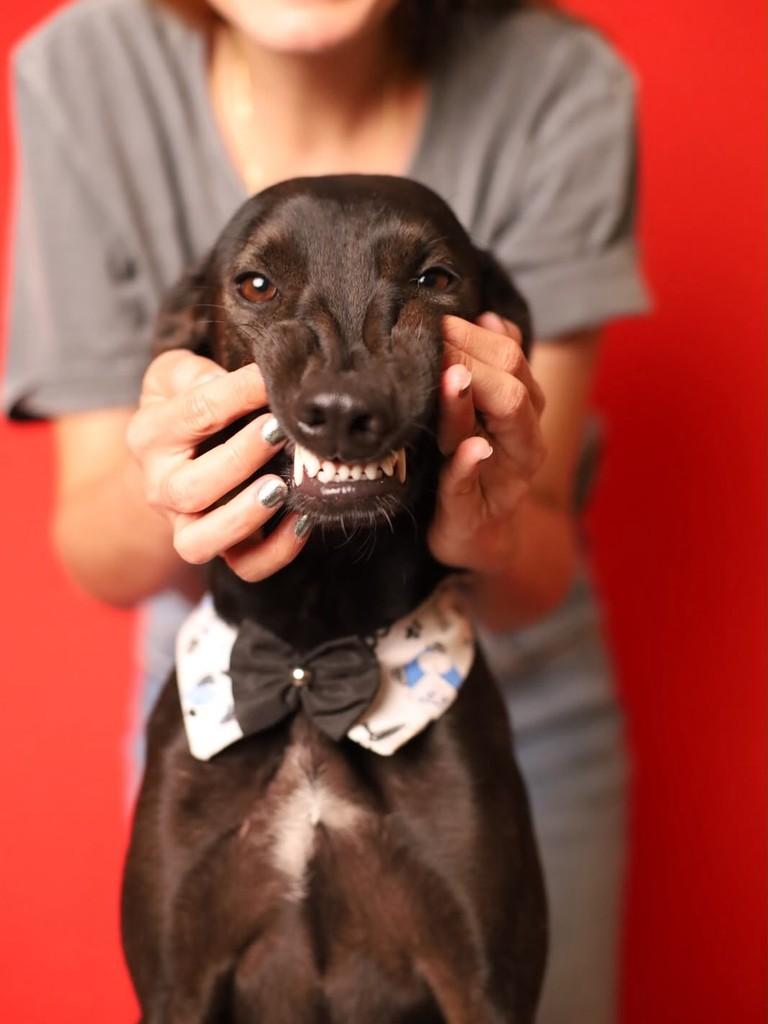 Periquito, cachorro para adoção em Presidente Prudente - SP