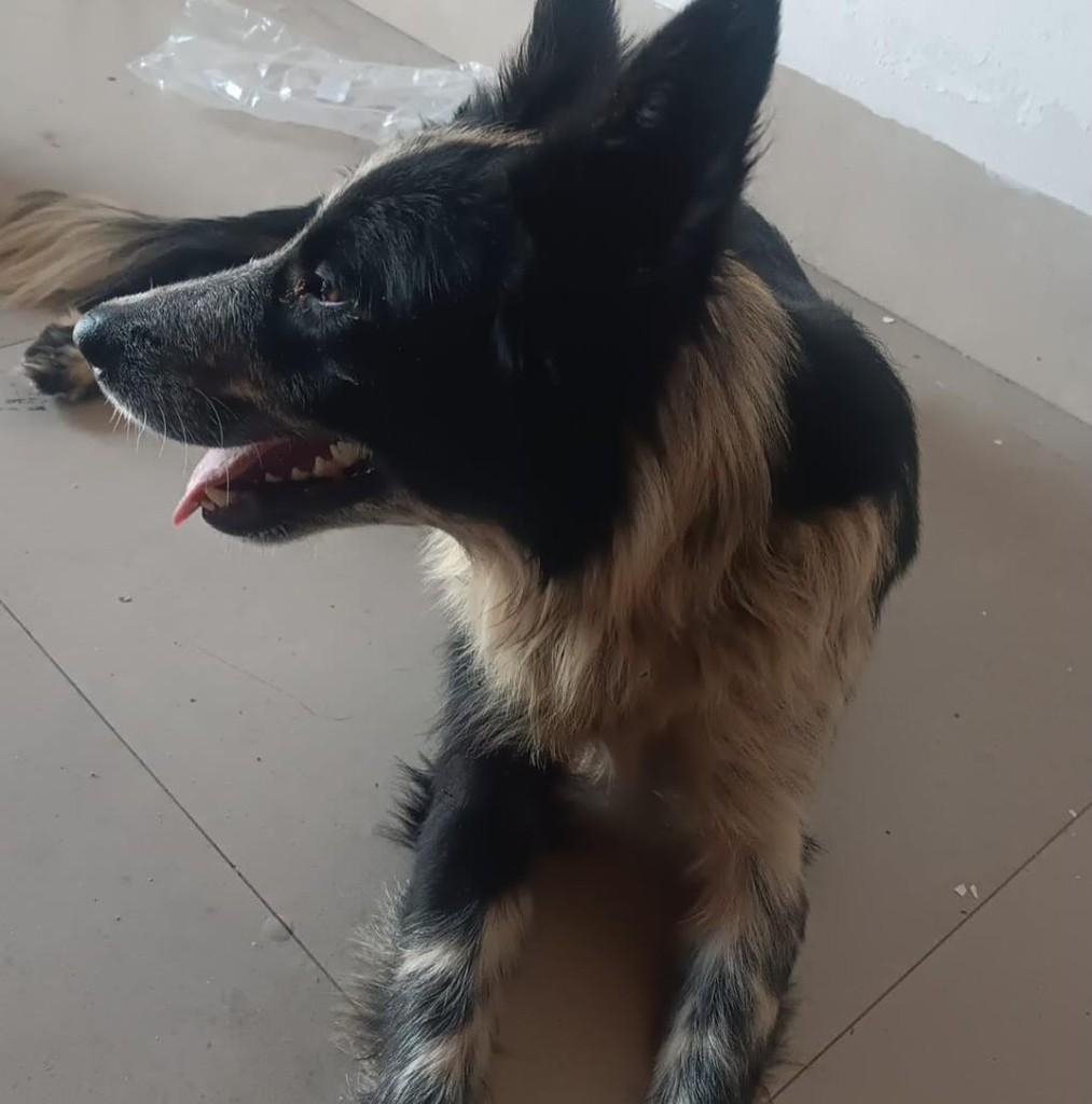 Meninão, cachorro de porte grande para adoção em Presidente Prudente - SP — foto 2 de 2