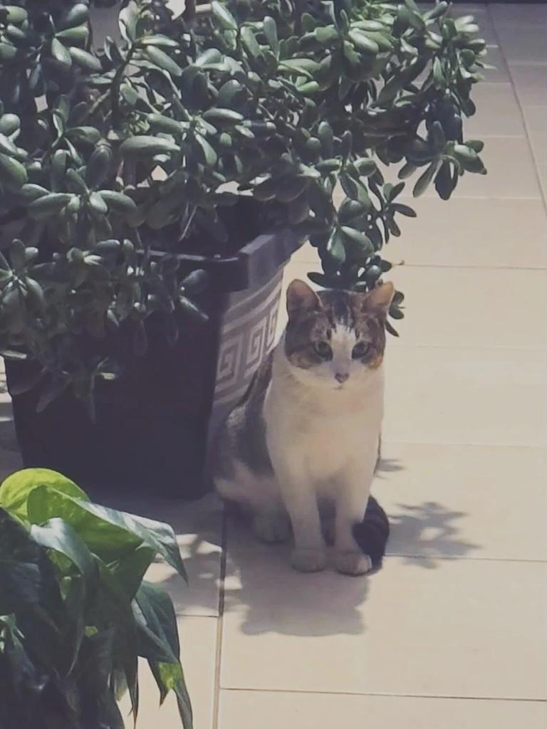 Lindão, gato de porte pequeno para adoção em Joaçaba - SC