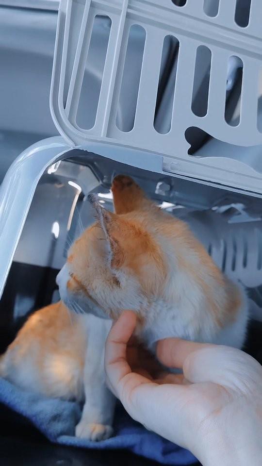 Fred, gato de porte pequeno para adoção em Joaçaba - SC