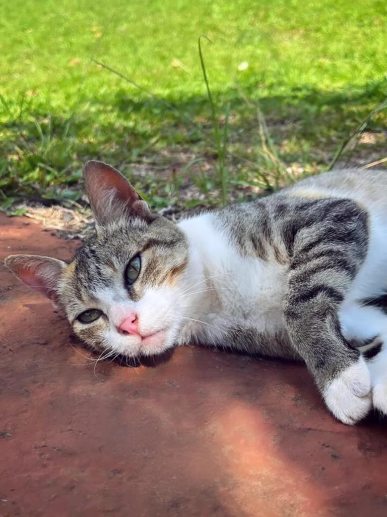Princesa, gato de porte médio para adoção em Joaçaba - SC