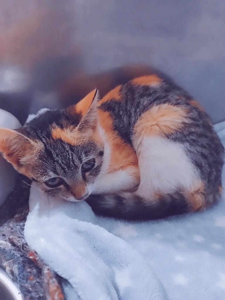 Menininha, gato de porte pequeno para adoção em Joaçaba - SC
