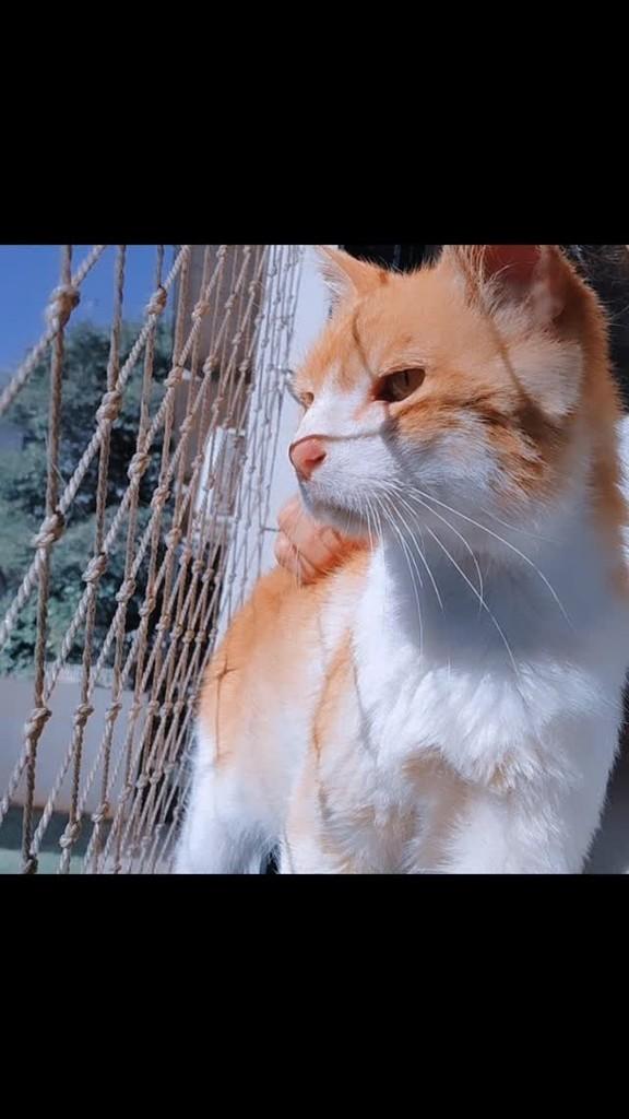 Frederico, gato de porte médio para adoção em Joaçaba - SC