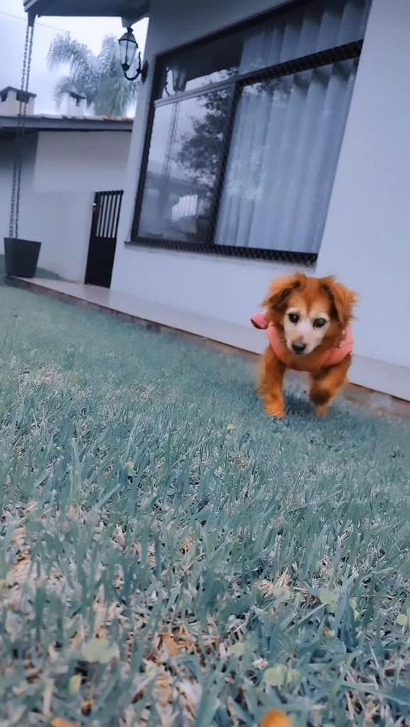 Ofélia, cachorro de porte pequeno para adoção em Joaçaba - SC