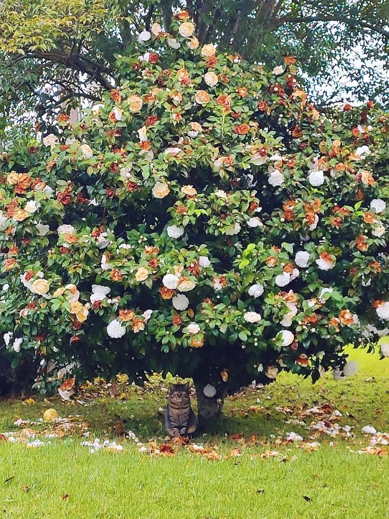 Goiabinha, gata de porte pequeno para adoção em Joaçaba - SC