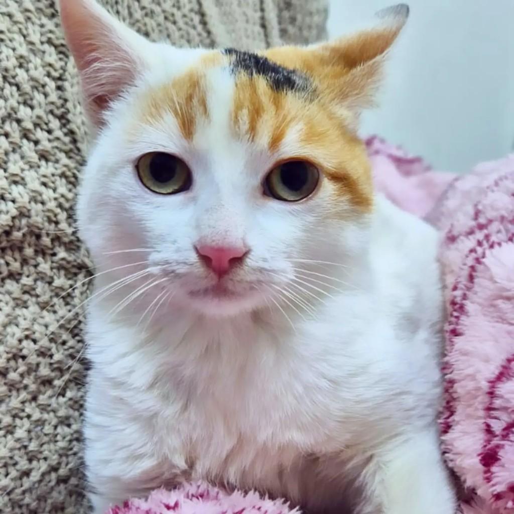Amália, gato de porte pequeno para adoção em Joaçaba - SC