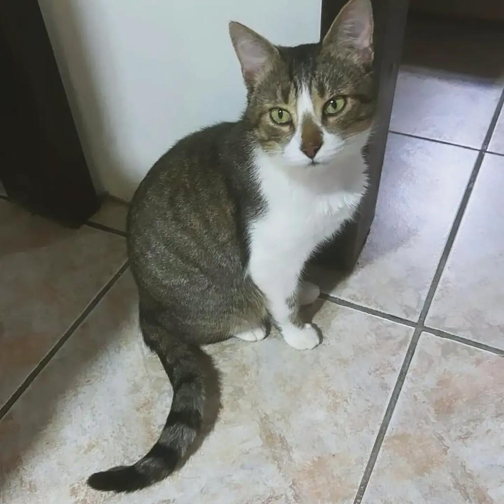 Juliano, gato de porte médio para adoção em Joaçaba - SC