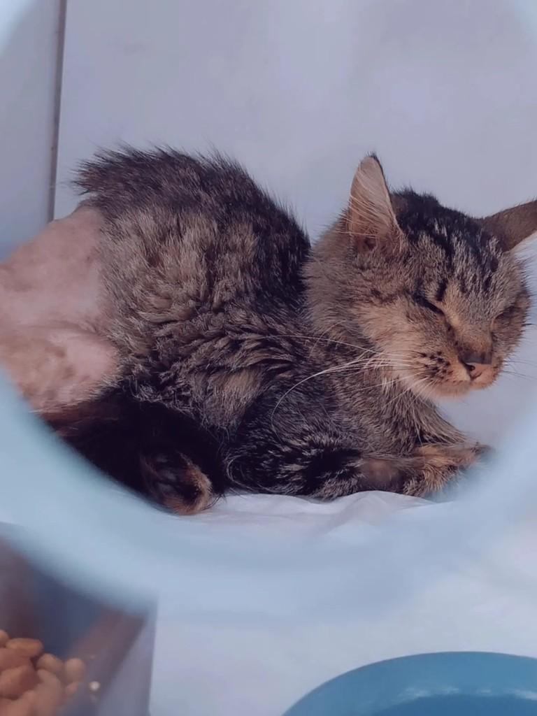 Mima, gata de porte médio para adoção em Joaçaba - SC