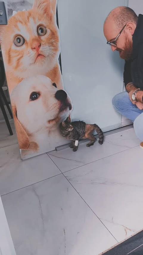 Hortêncio, gato de porte pequeno para adoção em Joaçaba - SC