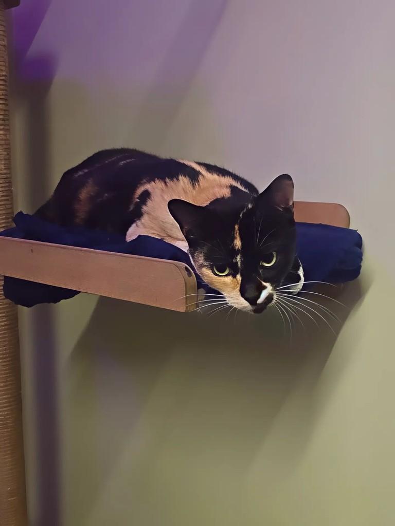 Jade, gata de porte pequeno para adoção em Joaçaba - SC