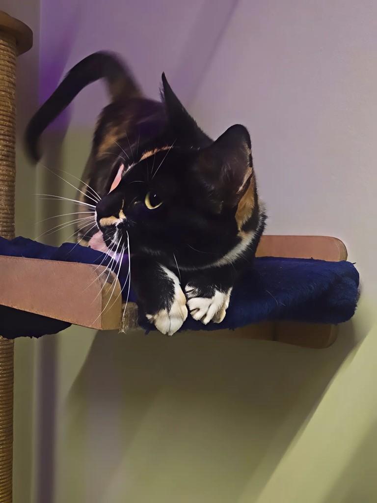 Jade, gata de porte pequeno para adoção em Joaçaba - SC — foto 2 de 2
