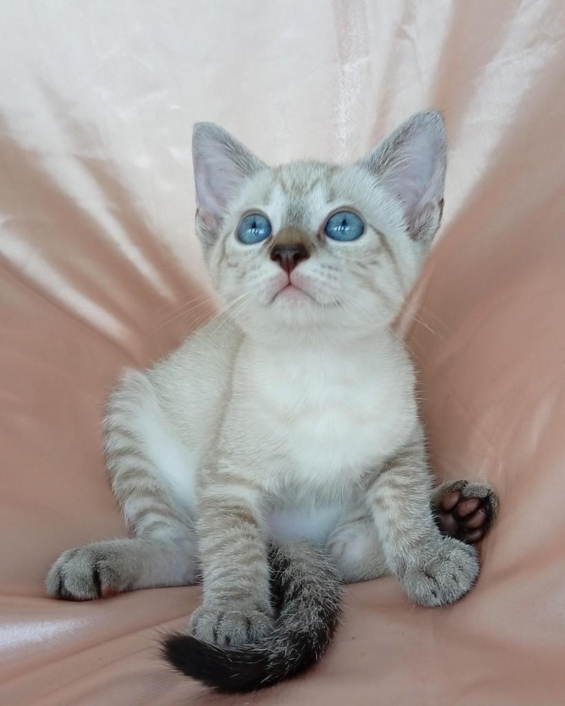 Clarice, gato de porte pequeno para adoção em Belém - PA