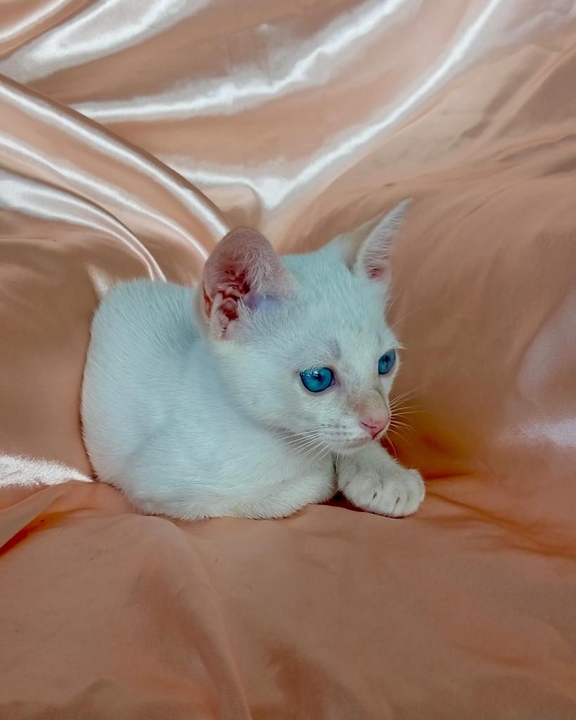 Ludovico, gato de porte pequeno para adoção em Belém - PA