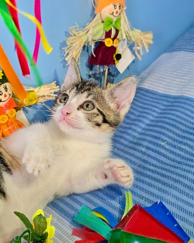 Kiara, gato de porte pequeno para adoção em Belém - PA