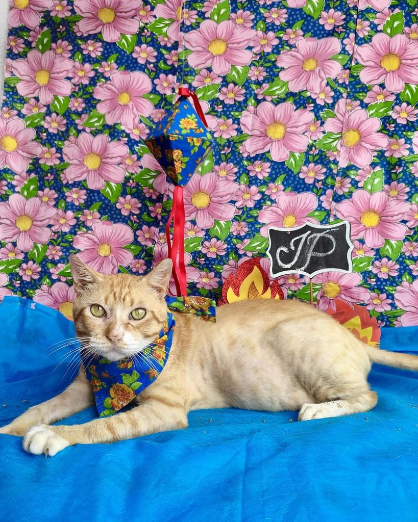 Jotapê, gato para adoção em Belém - PA