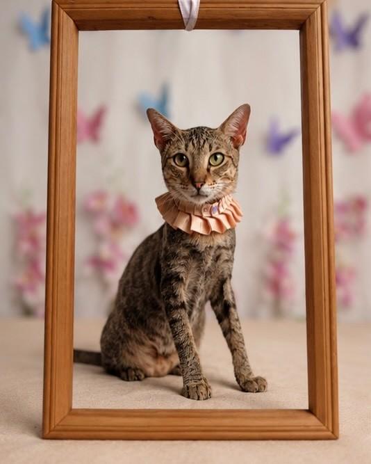 Joelly, gata de porte pequeno para adoção em Belém - PA