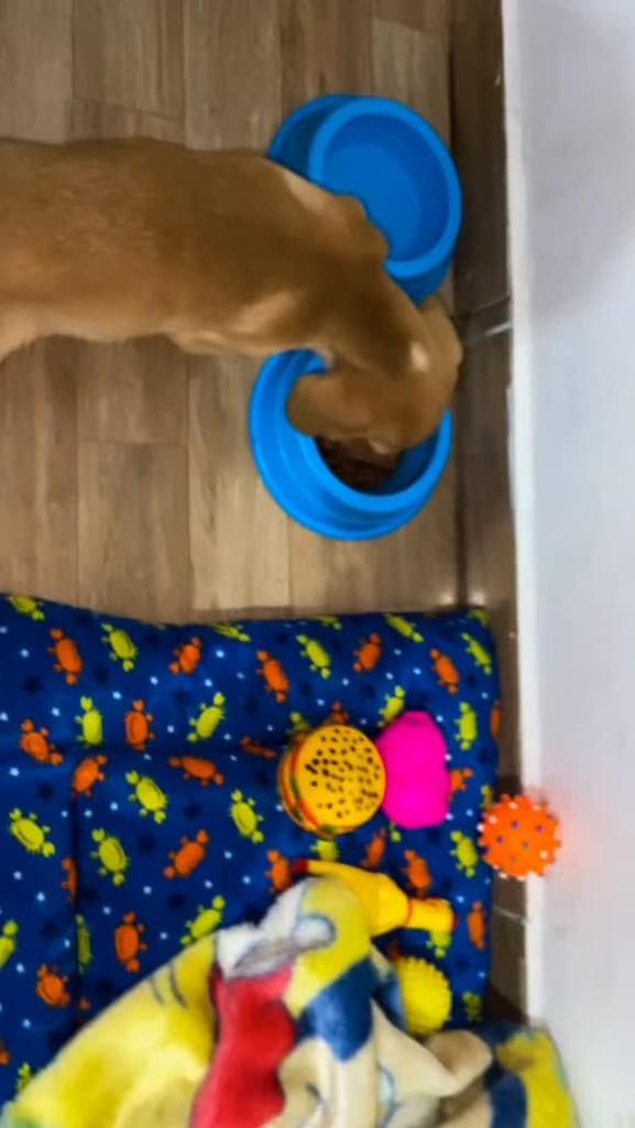 Gael, cachorro de porte pequeno para adoção em Igaratá - SP
