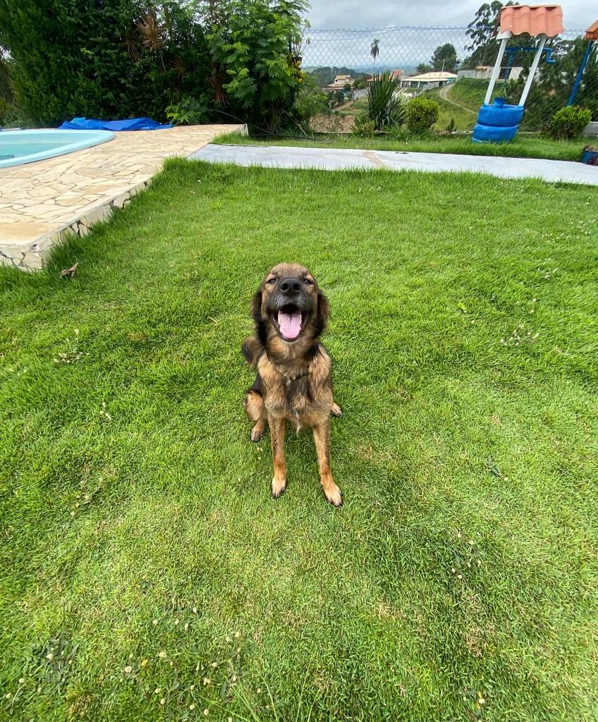 Bacon, cachorro de porte médio para adoção em Igaratá - SP