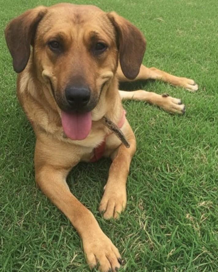 Belinha, cadela de porte médio para adoção em Igaratá - SP