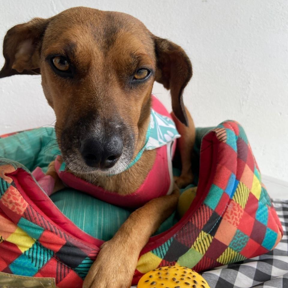Mia, cadela de porte pequeno para adoção em Igaratá - SP