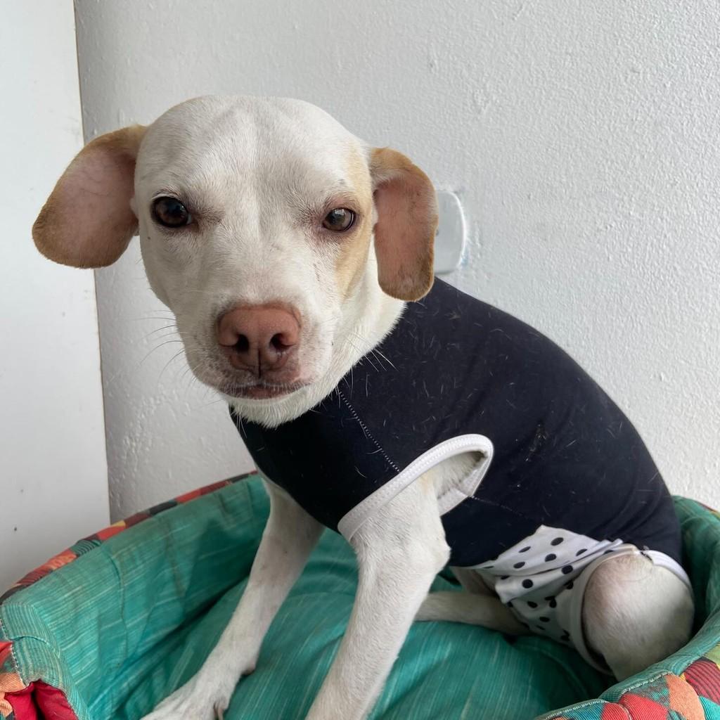 Melinda, cadela de porte pequeno para adoção em Igaratá - SP