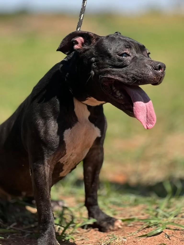 Pantera, cadela de porte médio para adoção em São José do Rio Preto - SP