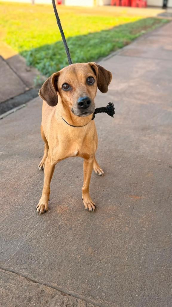 Cascão, cachorro de porte pequeno para adoção em São José do Rio Preto - SP